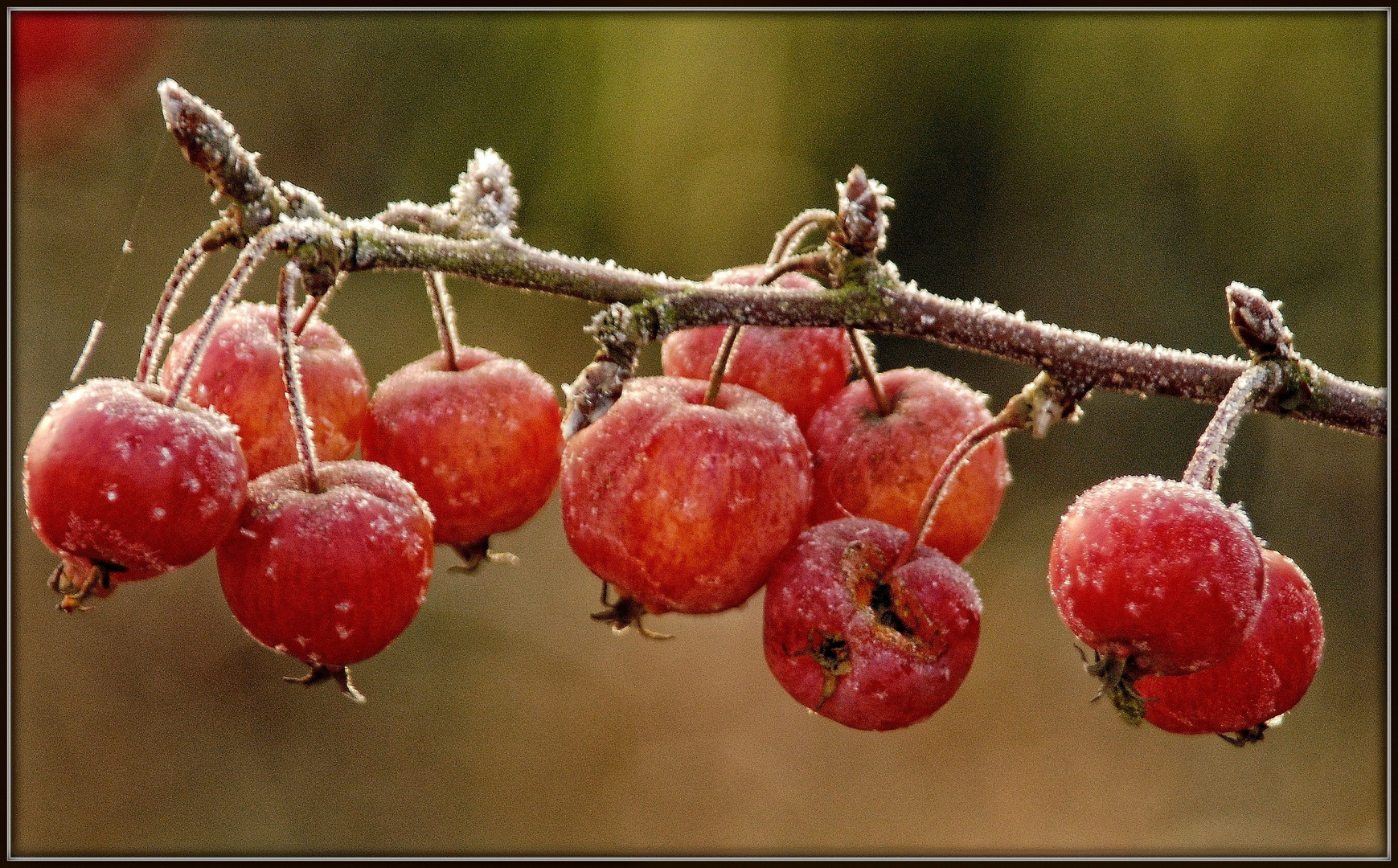 winter-'obst'