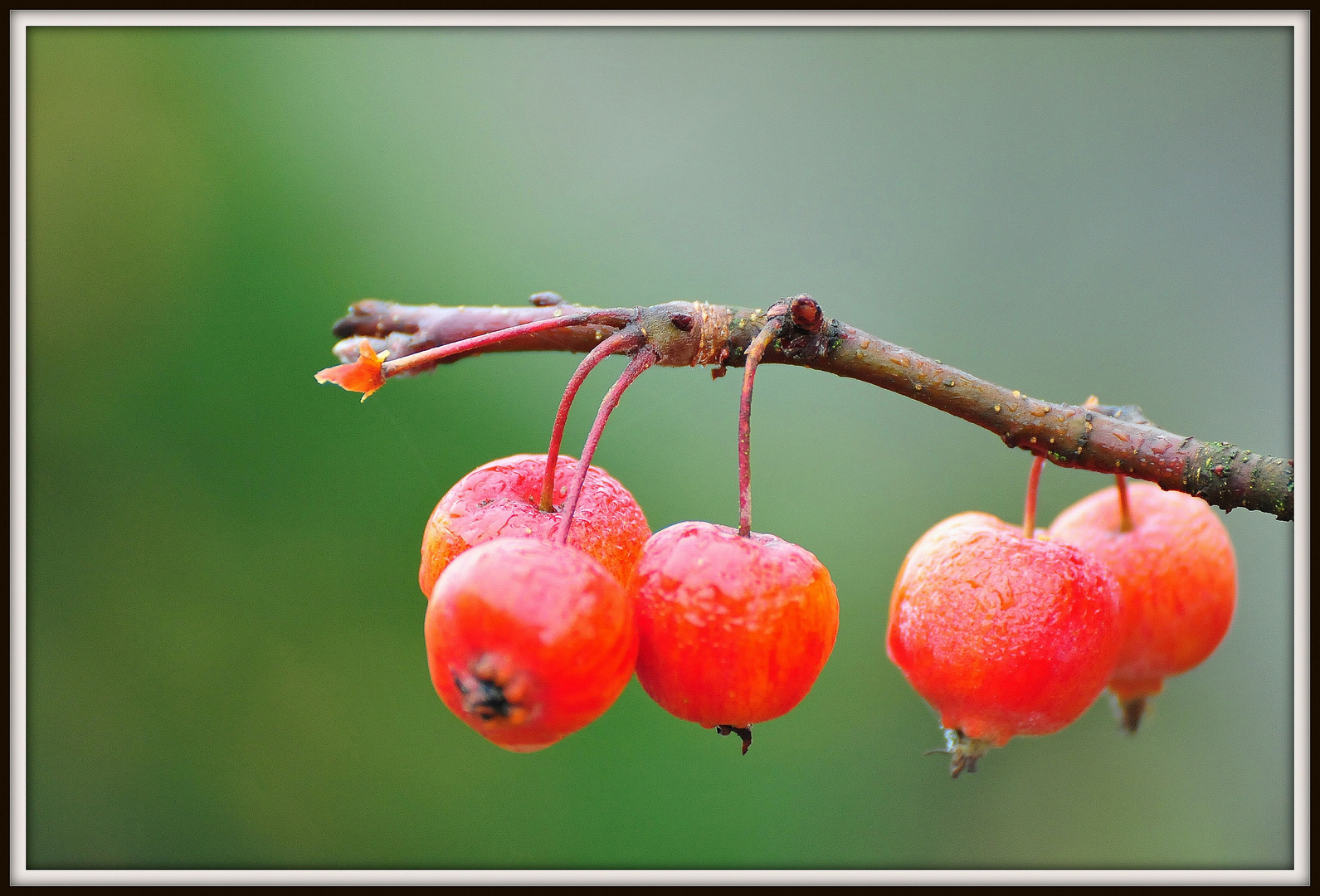 Winter-Obst