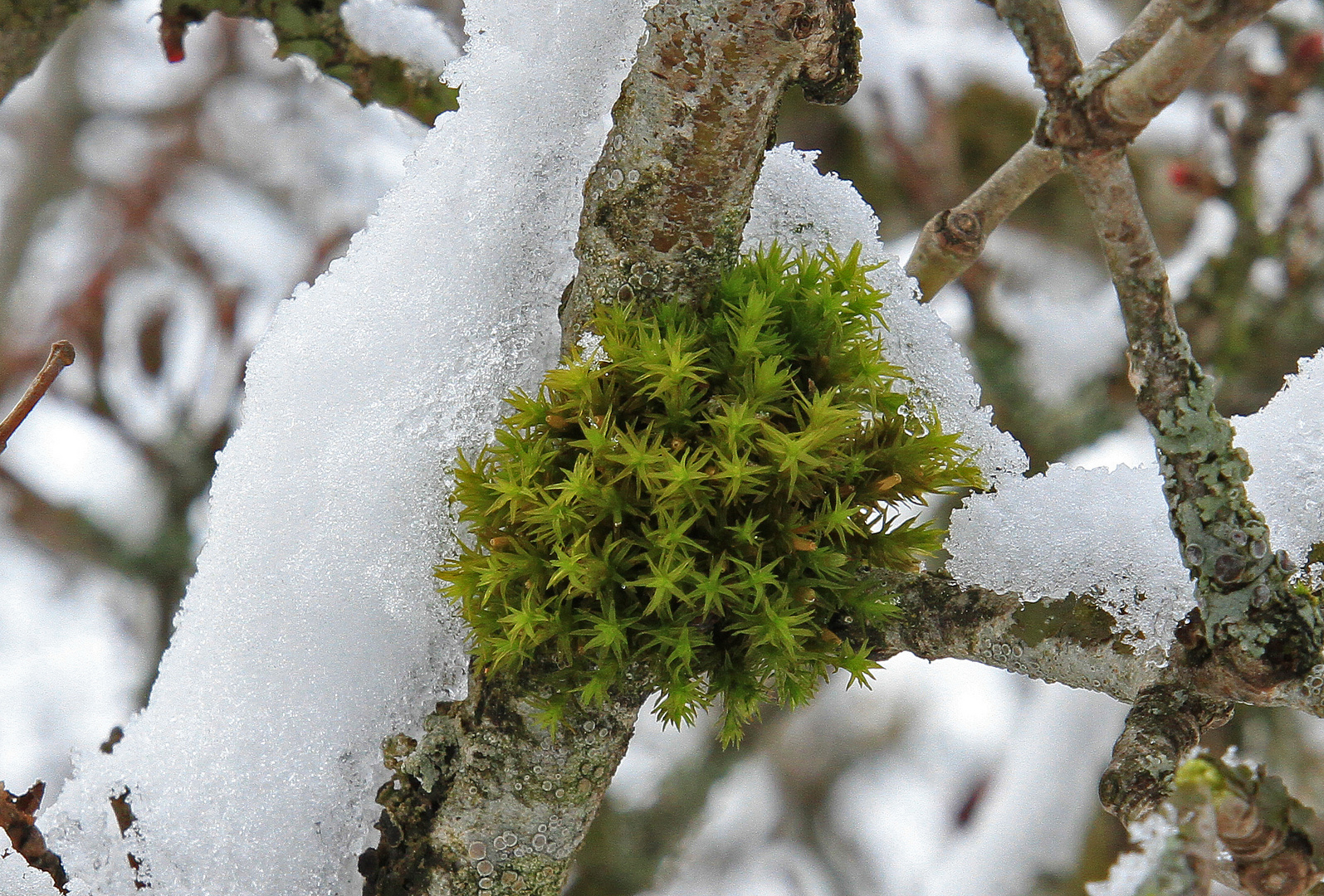 Winter ? Oder doch nicht? Wer weiß das dieses Jahr schon so genau. Nichtmal die Natur.