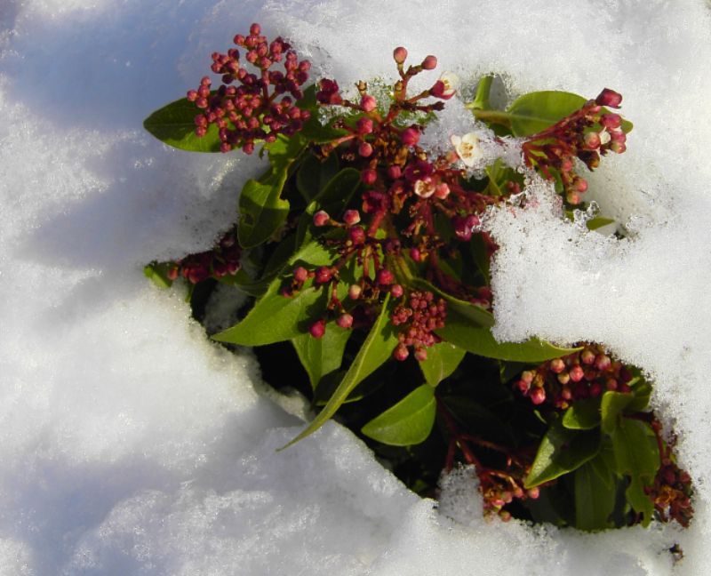 Winter oder Frühling?