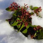 Winter oder Frühling?