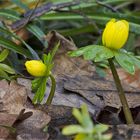 Winter oder Frühling...