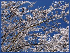 Winter oder Frühling