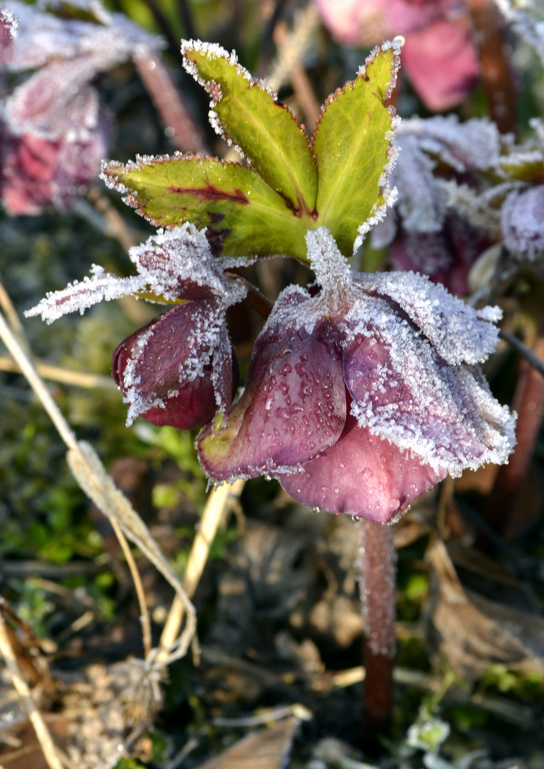 Winter oder Frühling