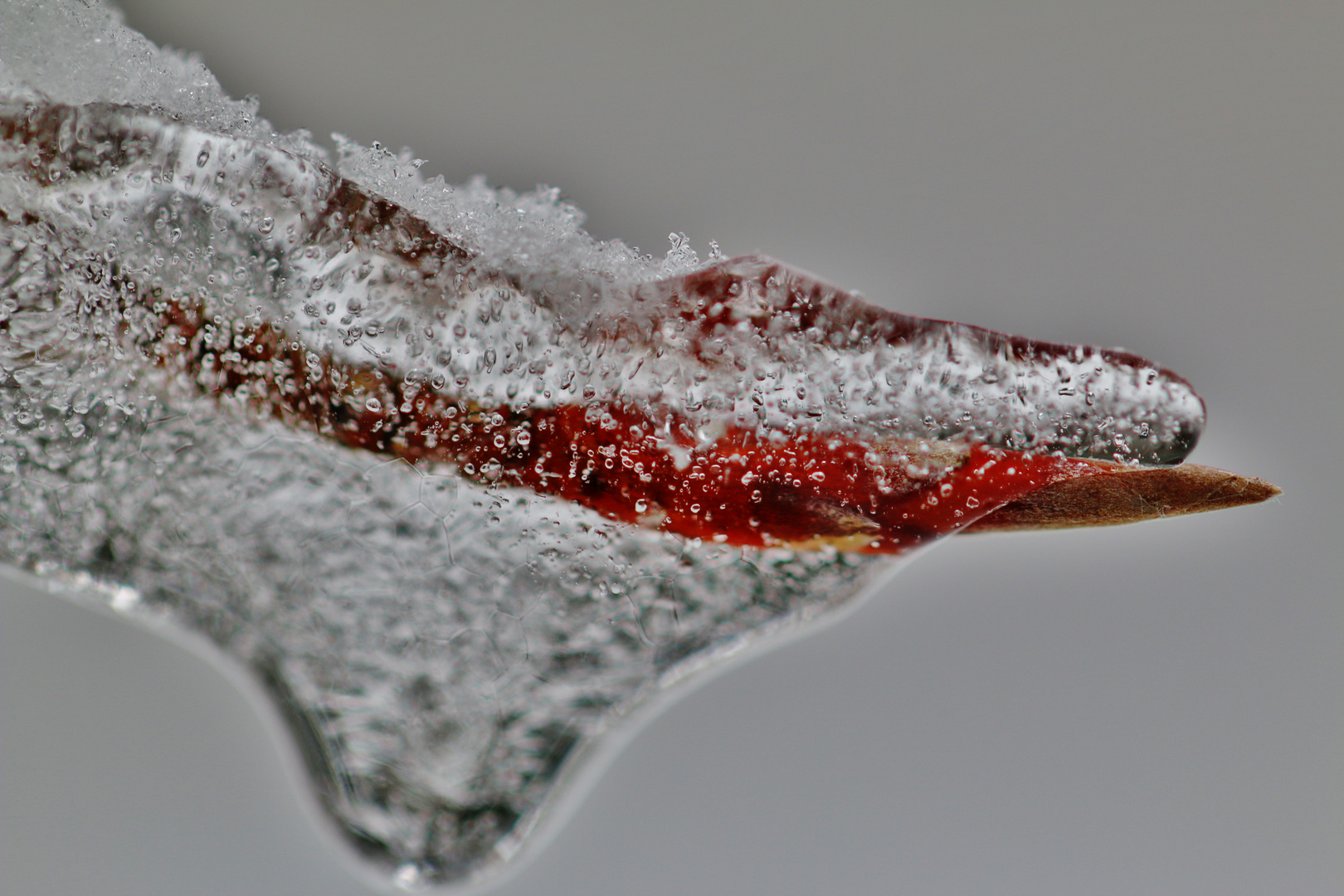 Winter oder Frühling? ( im Eis gefangen )