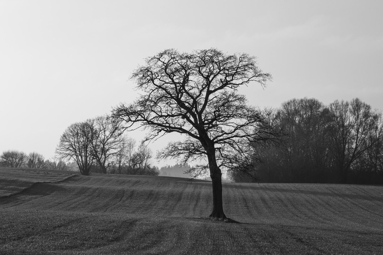 Winter ohne Schnee