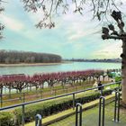 Winter ohne Schnee am Rhein