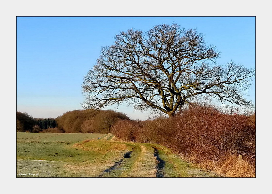 Winter ohne Schnee!