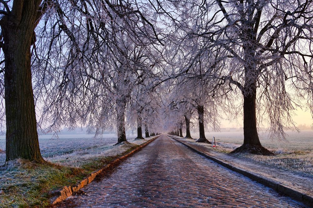 Winter ohne Schnee Foto & Bild jahreszeiten, winter, bäume Bilder