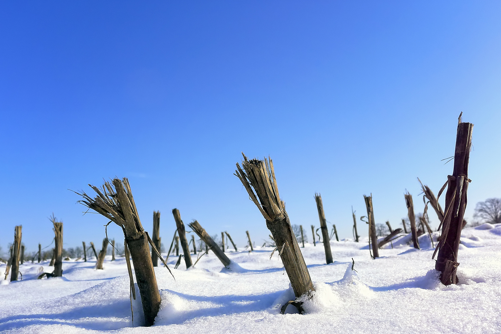 Winter on the field