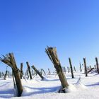 Winter on the field