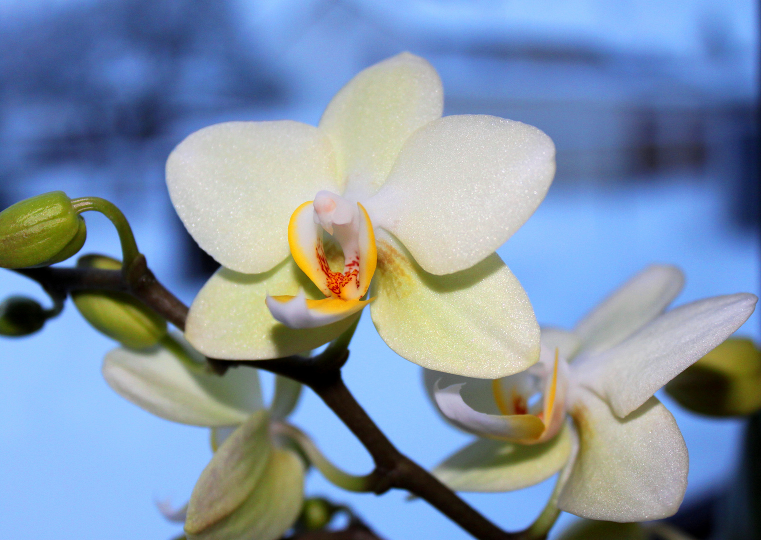 winter orchidee.