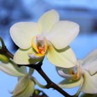 winter orchidee.