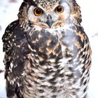 Winter owl