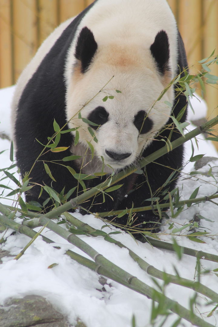 Winter-Panda