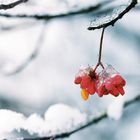 Winter-Pfaffenhütchen