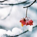 Winter-Pfaffenhütchen