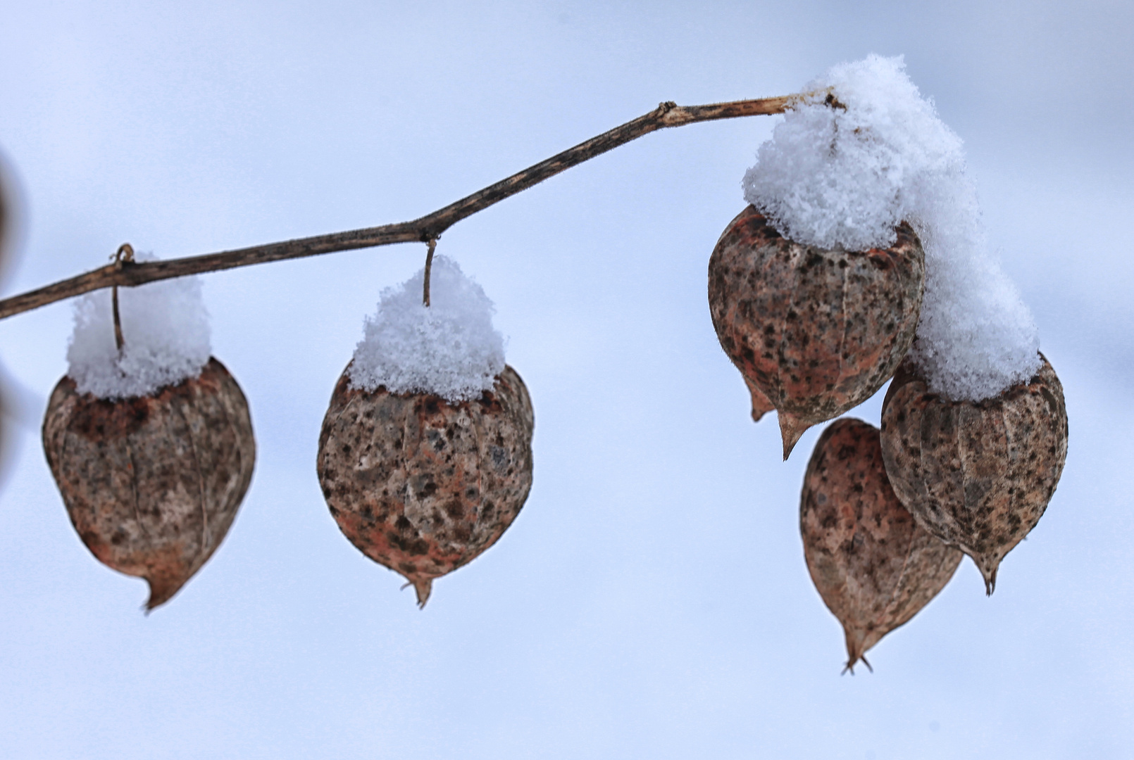 Winter Physalis