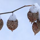 Winter Physalis