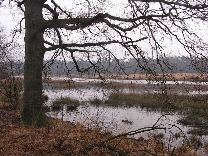 Winter picture of a small water - Veluwe - The Netherlands