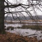 Winter picture of a small water - Veluwe - The Netherlands