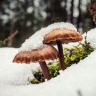 Winter-Pilze