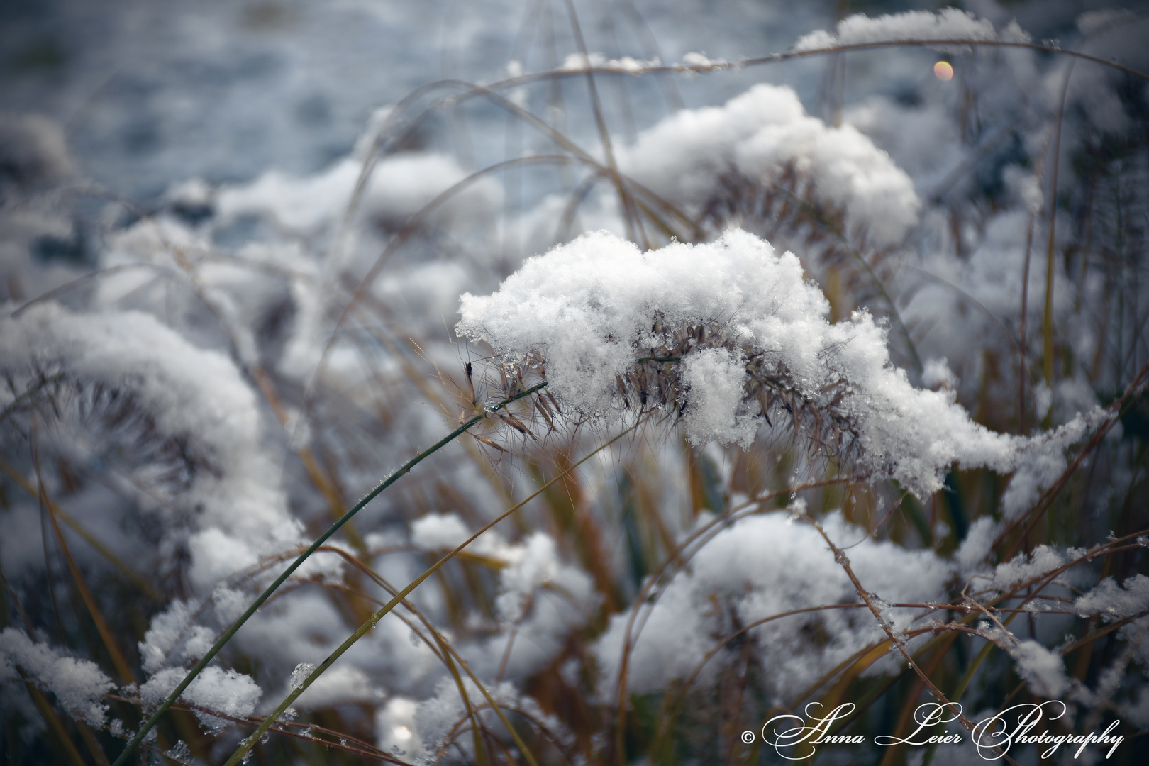 Winter plants