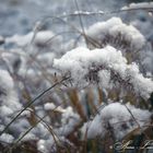 Winter plants