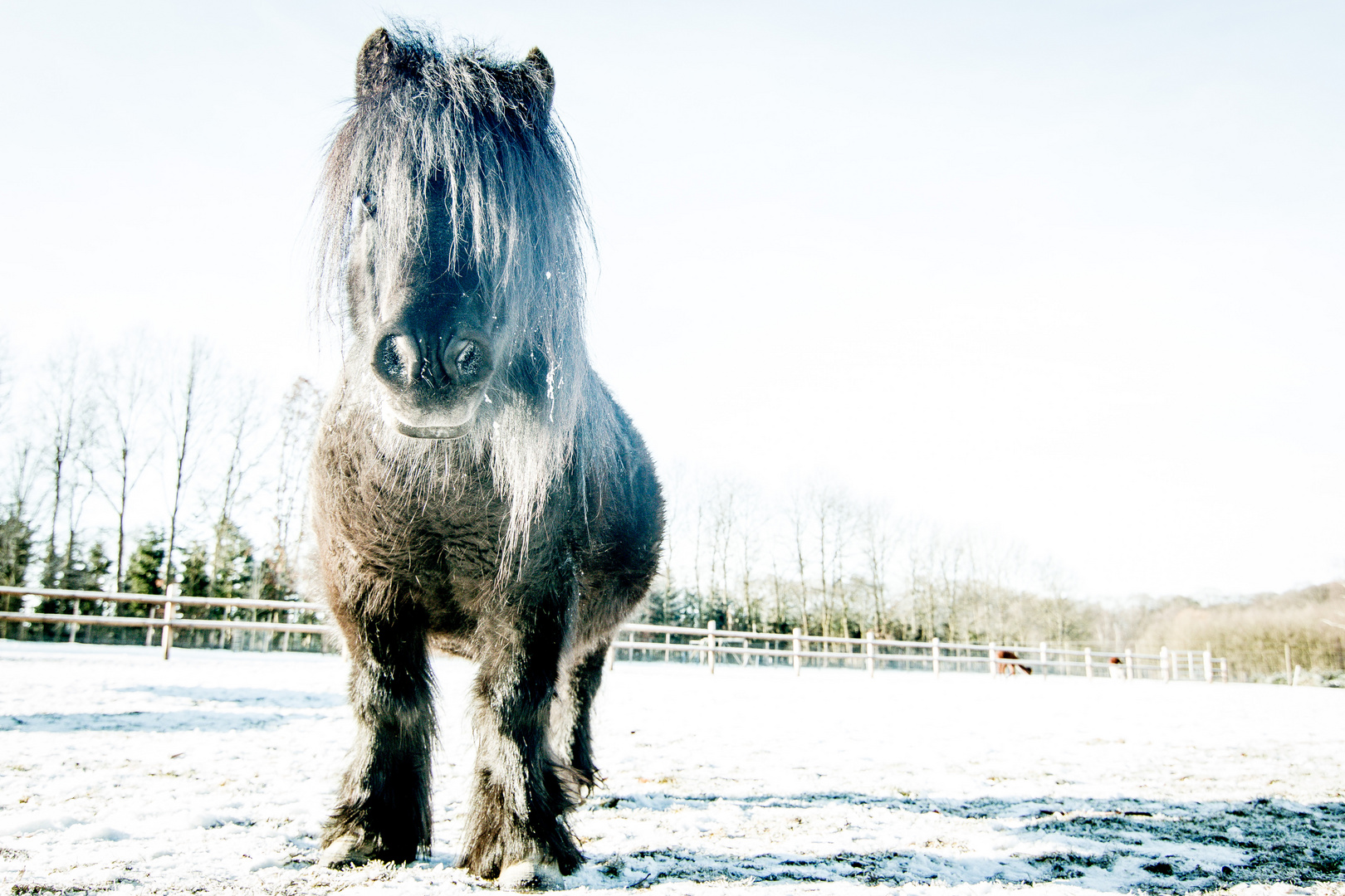 Winter-Ponny