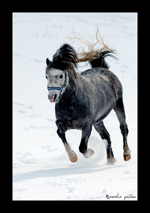 Winter pony