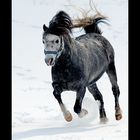 Winter pony