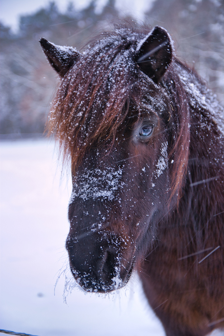 Winter Pony 