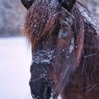 Winter Pony 