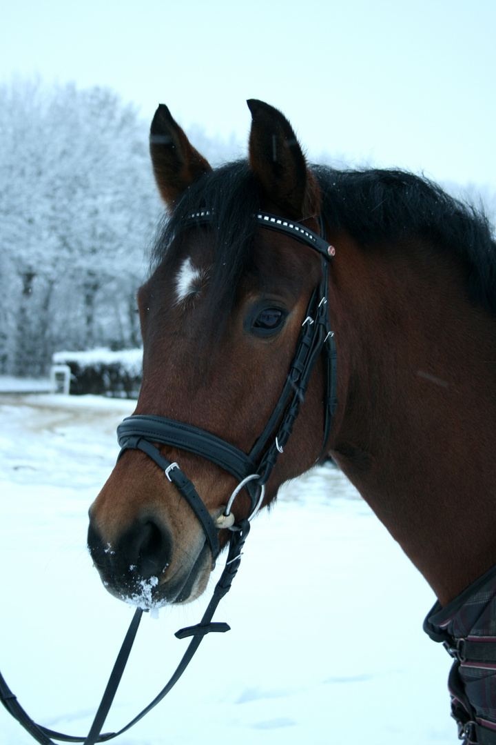 Winter Pony :)