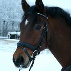 Winter Pony :)