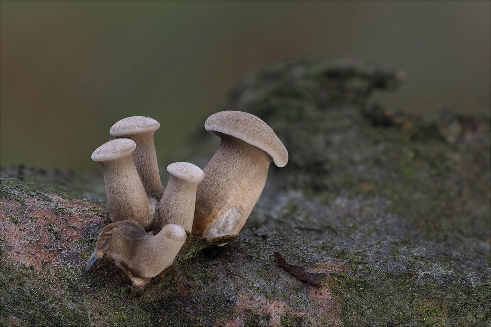 Winter-Porling (Lentinus brumalis)