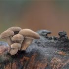 Winter-Porling (Lentinus brumalis)