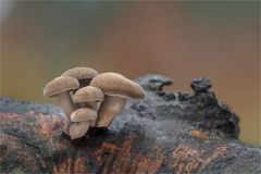 Winter-Porling (Lentinus brumalis)