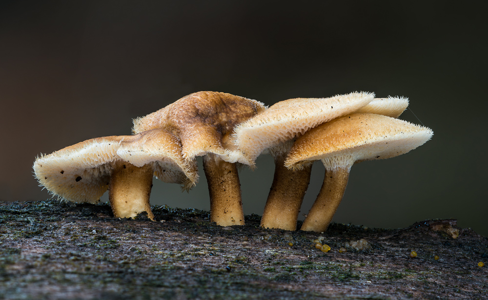 Winter-Porling (Polyporus brumalis)