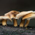 Winter-Porling (Polyporus brumalis)