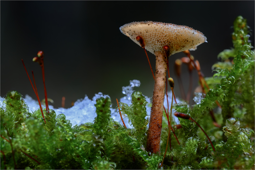 Winter-Porling (Polyporus brumalis)