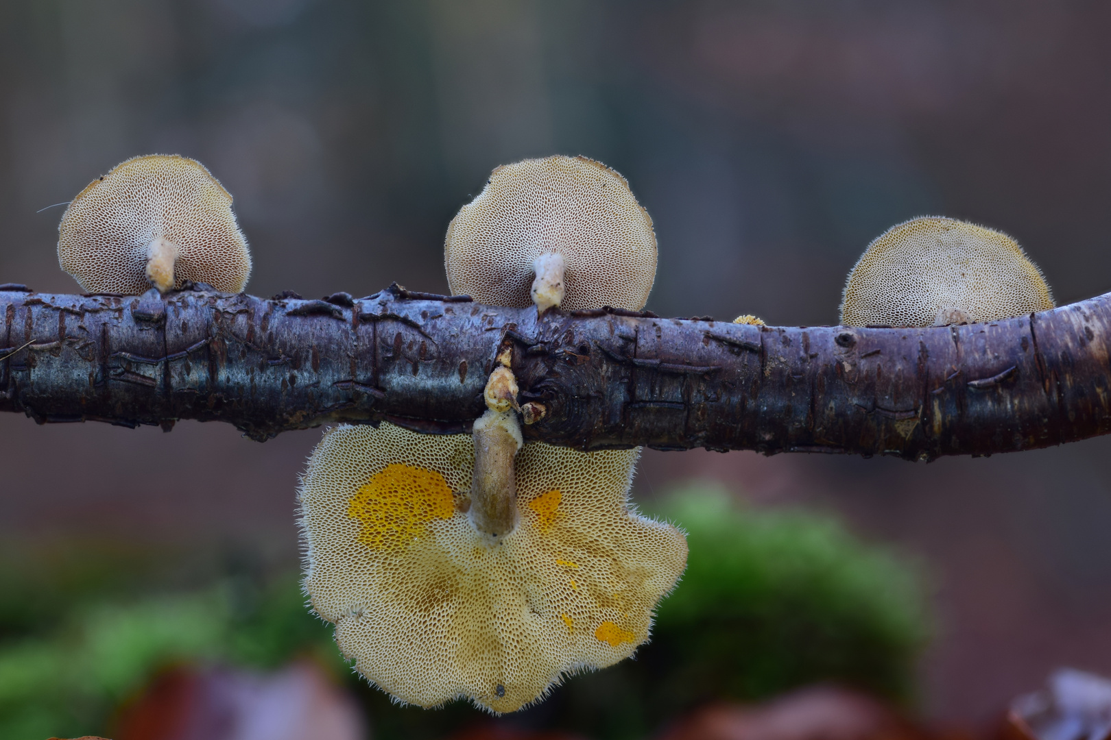 Winter-Porlinge (Polyporus brumalis)