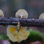 Winter-Porlinge (Polyporus brumalis)