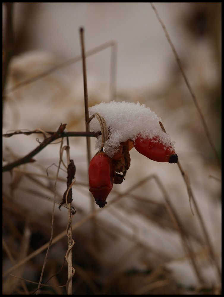 winter portrait III