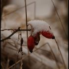 winter portrait III