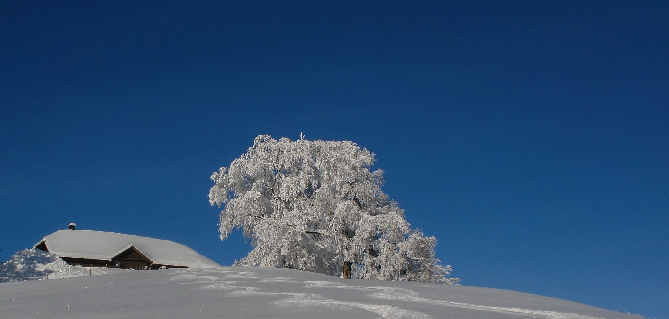 Winter pur , Scheidegg / Schweiz