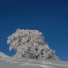 Winter pur , Scheidegg / Schweiz