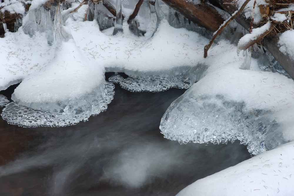 "Winter-Quallen" am Weißen Main