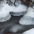 "Winter-Quallen" am Weißen Main