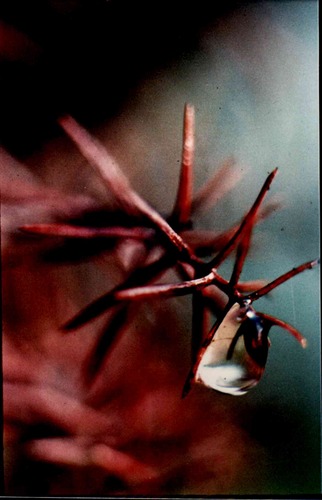 winter raindrop on the edge of bush